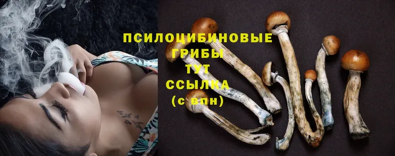 как найти закладки  Дмитровск  blacksprut зеркало  Галлюциногенные грибы Psilocybine cubensis 